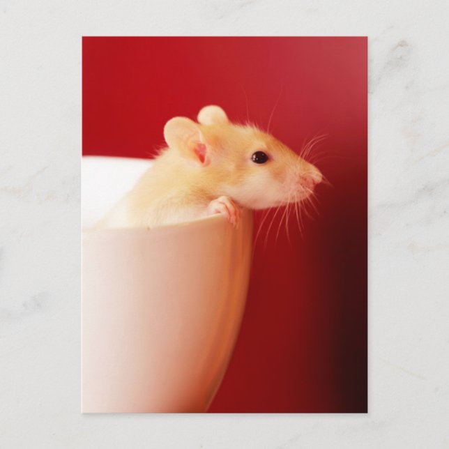 Baby-Ratte Postkarte (Vorderseite)