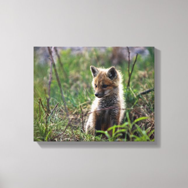 Baby Red Fox Leinwanddruck (Vorderseite)
