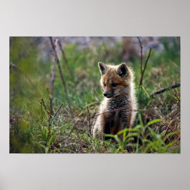 Baby Red Fox Poster (Vorne)