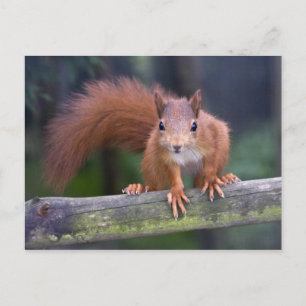 Baby Red Postcard Postkarte