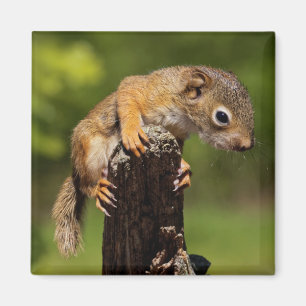 Baby Red Squirrel Magnet