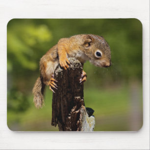 Baby Red Squirrel Mousepad