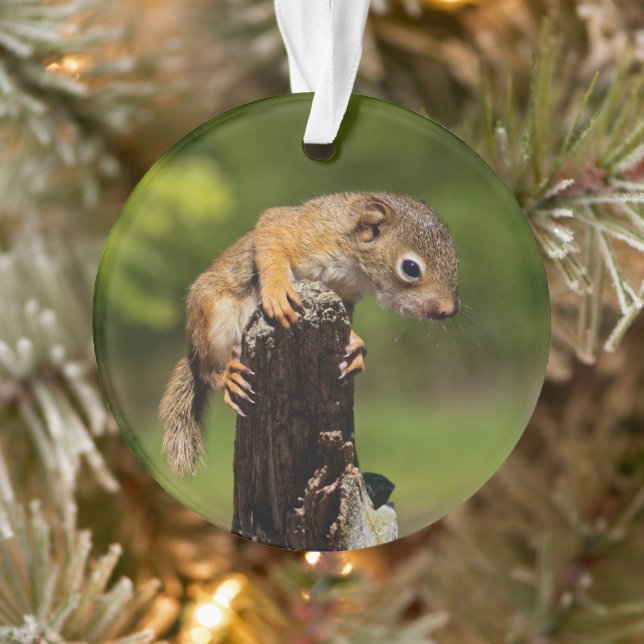 Baby Red Squirrel Ornament (Baum)