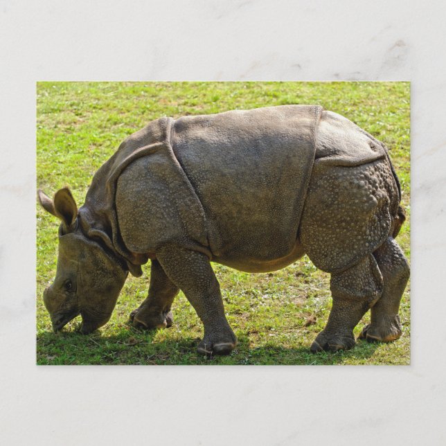 Baby Rhino Postkarte (Vorderseite)