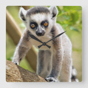 Baby ring-tailed lemur quadratische wanduhr