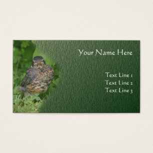 Baby Robin Fledgling Bird Animal Nature