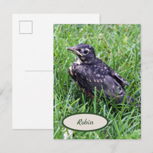 Baby Robin gerade aus Nest Bird-Fotografie Postkarte