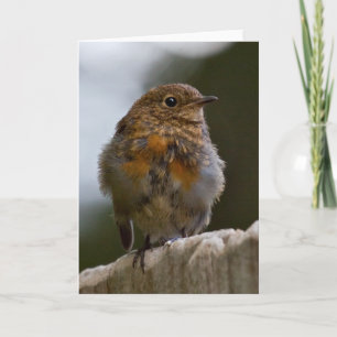 Baby Robin Greeting Card Karte