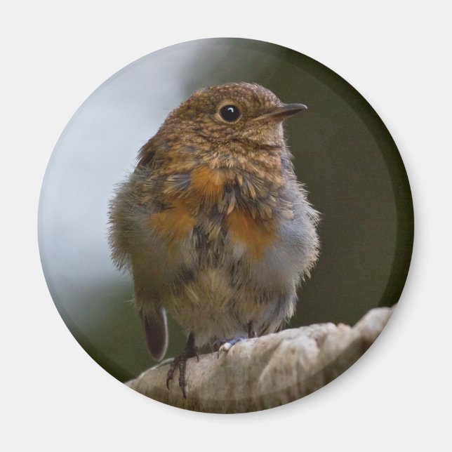 Baby Robin Magnet (Vorne)