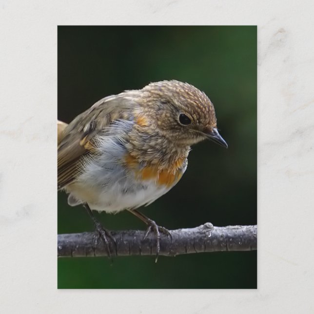 Baby Robin Postcard Postkarte (Vorderseite)