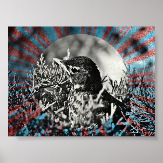 Baby Robin Poster (Vorne)