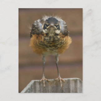 Baby Robin Postkarte