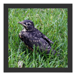 Baby Robin sitzt auf Grasfotografie Poster