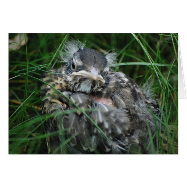 Baby Robin's erster Frühling (Vorderseite (Horizontal))