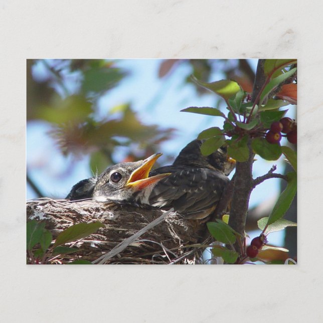 Baby Robins im Nest Postcard Postkarte (Vorderseite)