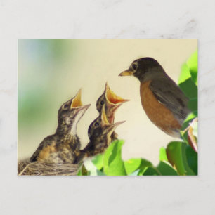 Baby Robins Postkarte