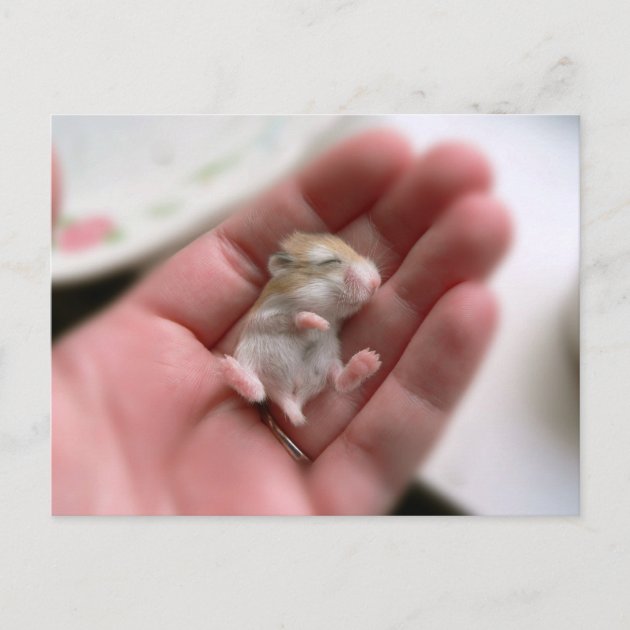 Roborovski best sale hamster baby