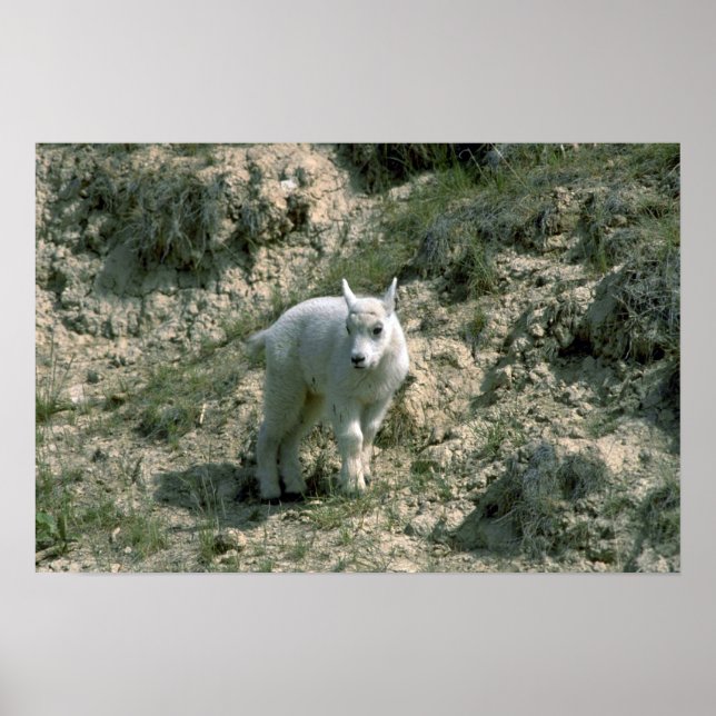 Baby Rocky Mountain Goat Poster (Vorne)