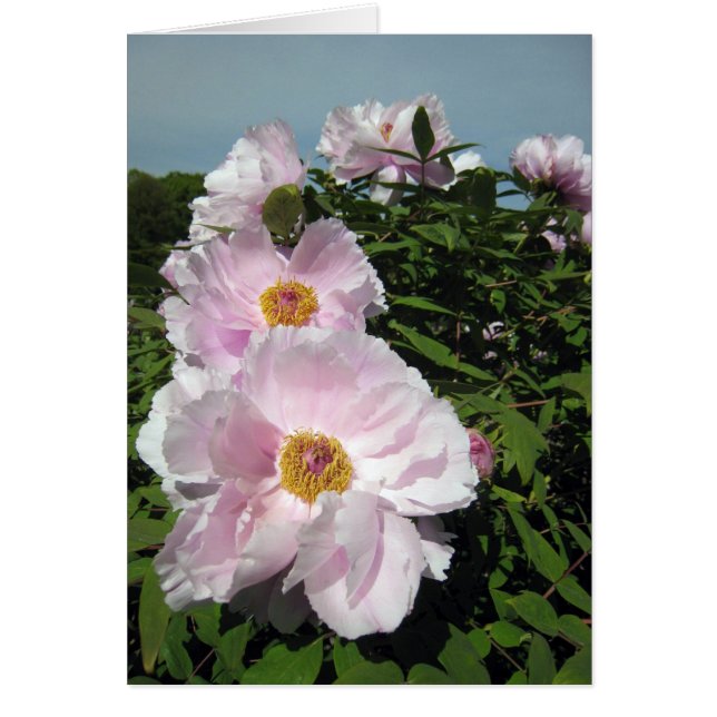 Baby-Rosa-Pfingstrosen (Vorne)