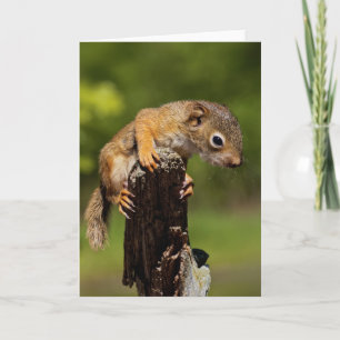 Baby-Rot Eichhörnchen Karte