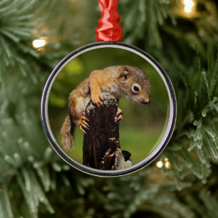 Baby-Rot Eichhörnchen Ornament Aus Metall