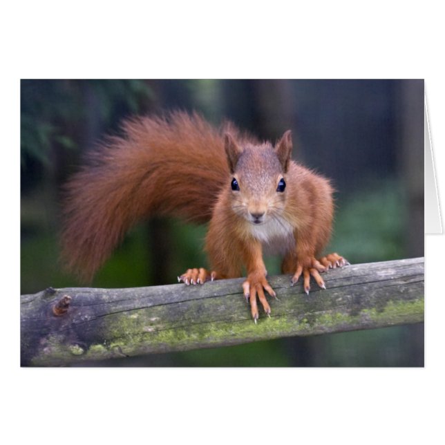 Baby-rote Karte (Vorderseite (Horizontal))