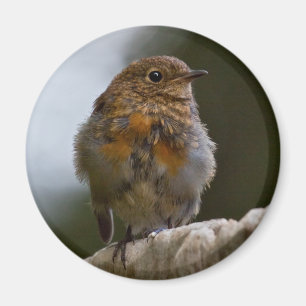 Baby-Rotkehlchen-Magnet Magnet