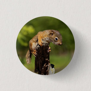 Baby-Rotschwanzhörnchen Button