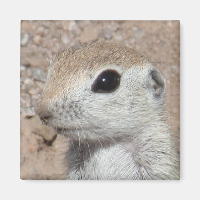 Baby Runder-Taille-Eichhörnchen-Magnet Magnet (Vorne)