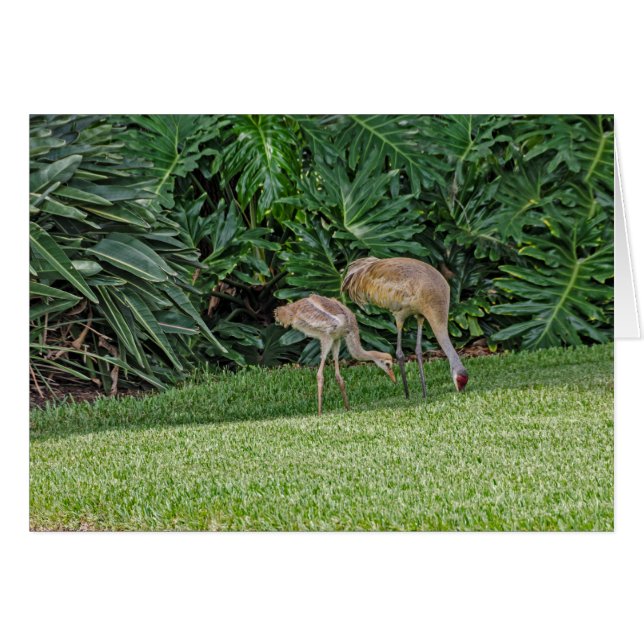 Baby Sandhill Crane mit Eltern (Vorderseite (Horizontal))