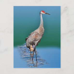 Baby Sandhill Crane und Mutter Postcard Postkarte