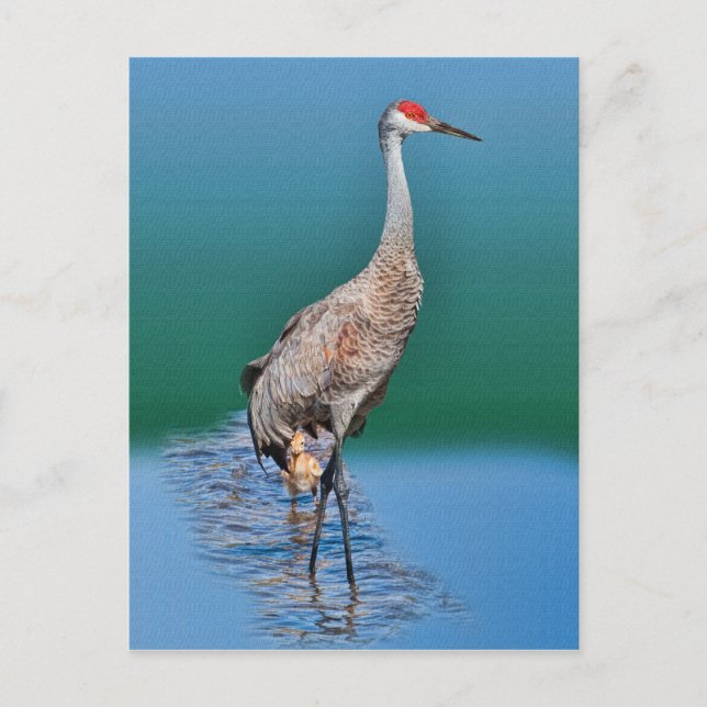 Baby Sandhill Crane und Mutter Postcard Postkarte (Vorderseite)