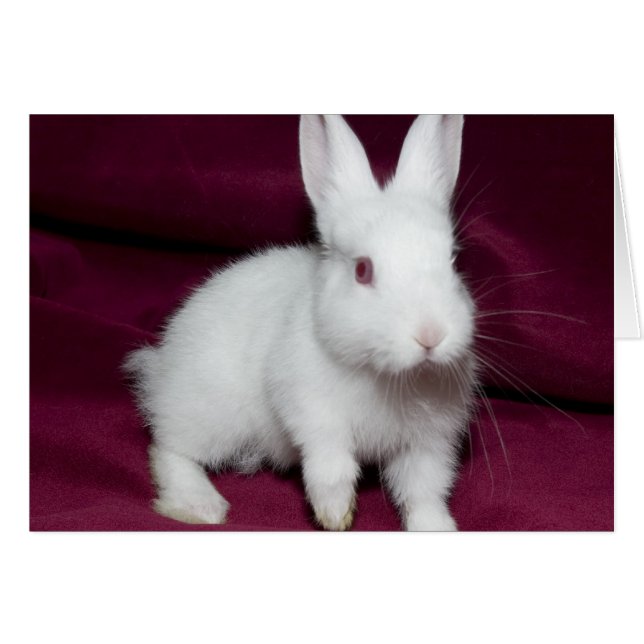 Baby Scarlett (Vorderseite (Horizontal))