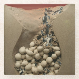 Baby-Schildkröte-Ei-Ausbrüten Glasuntersetzer