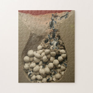 Baby-Schildkröte-Ei-Ausbrüten Puzzle