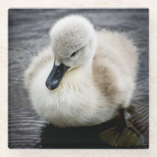 Baby-Schwan  Cygnet Glasuntersetzer