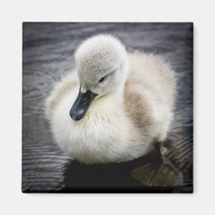Baby-Schwan  Cygnet Magnet