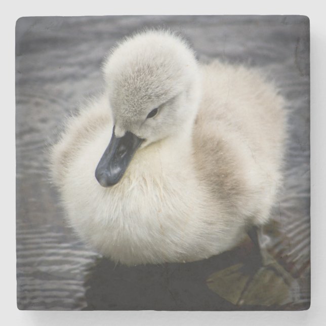 Baby-Schwan| Cygnet Steinuntersetzer (Vorderseite)