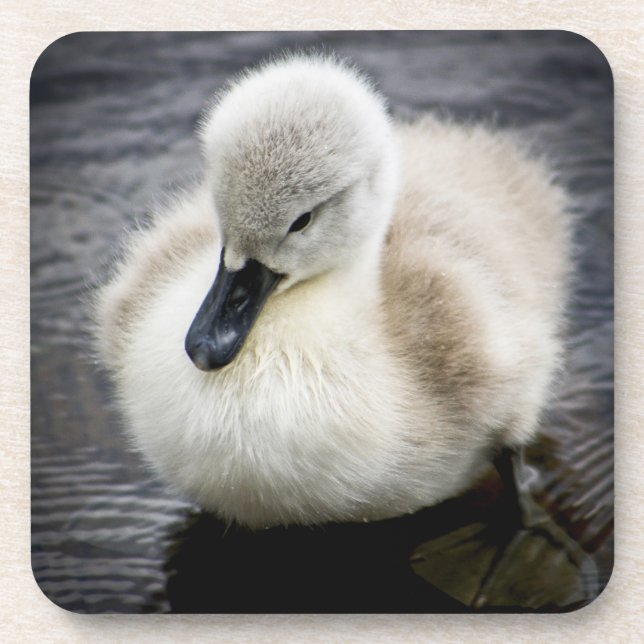 Baby-Schwan| Cygnet Untersetzer (Vorderseite)