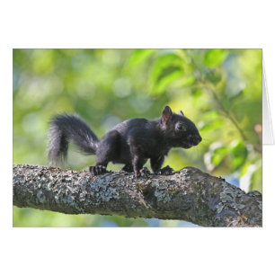 Baby-schwarzes Eichhörnchen