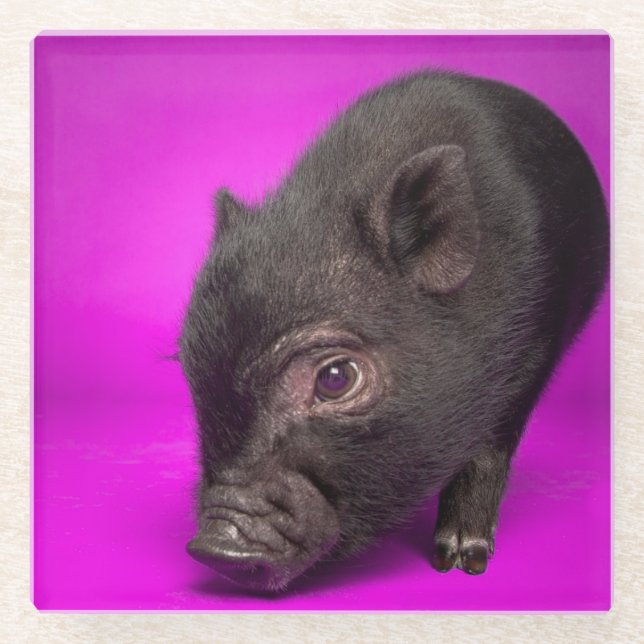 Baby-schwarzes Schwein Glasuntersetzer (Vorderseite)