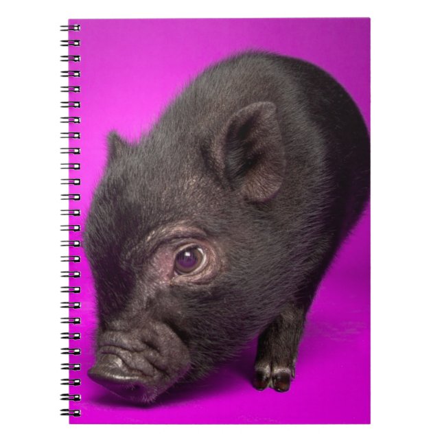 Baby-schwarzes Schwein Notizblock (Vorderseite)