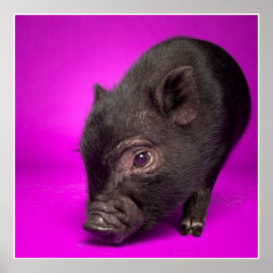 Baby-schwarzes Schwein Poster
