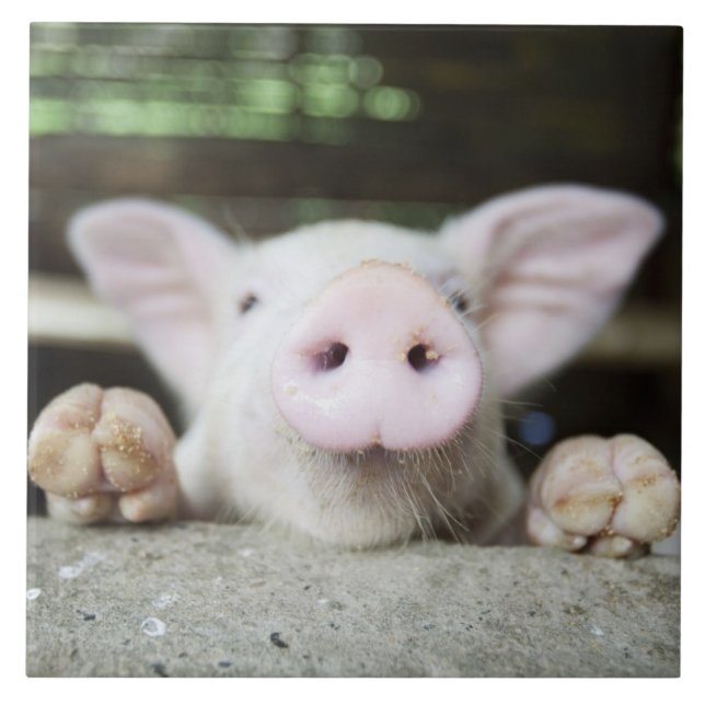 Baby-Schwein im Stift, Ferkel Fliese (Vorderseite)