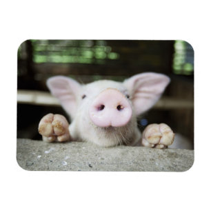 Baby-Schwein im Stift, Ferkel Magnet