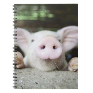 Baby-Schwein im Stift, Ferkel Notizblock