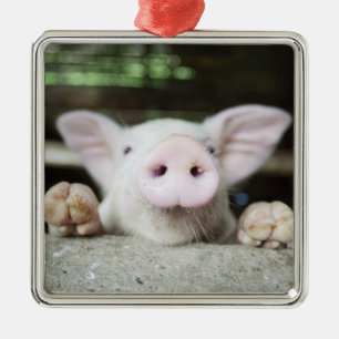 Baby-Schwein im Stift, Ferkel Silbernes Ornament