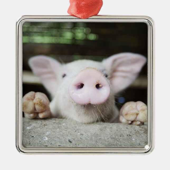Baby-Schwein im Stift, Ferkel Silbernes Ornament (Vorne)