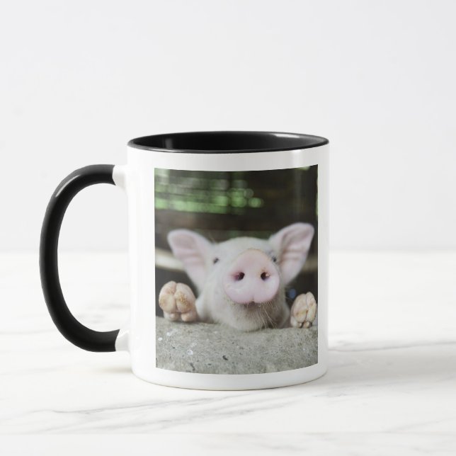 Baby-Schwein im Stift, Ferkel Tasse (Links)