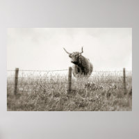 Baby Scottish Highland Cow Poster
